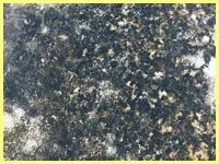 North Palm Beach Restoration Expert North Palm Beach, FL 561-367-5132 - mold-sidebar